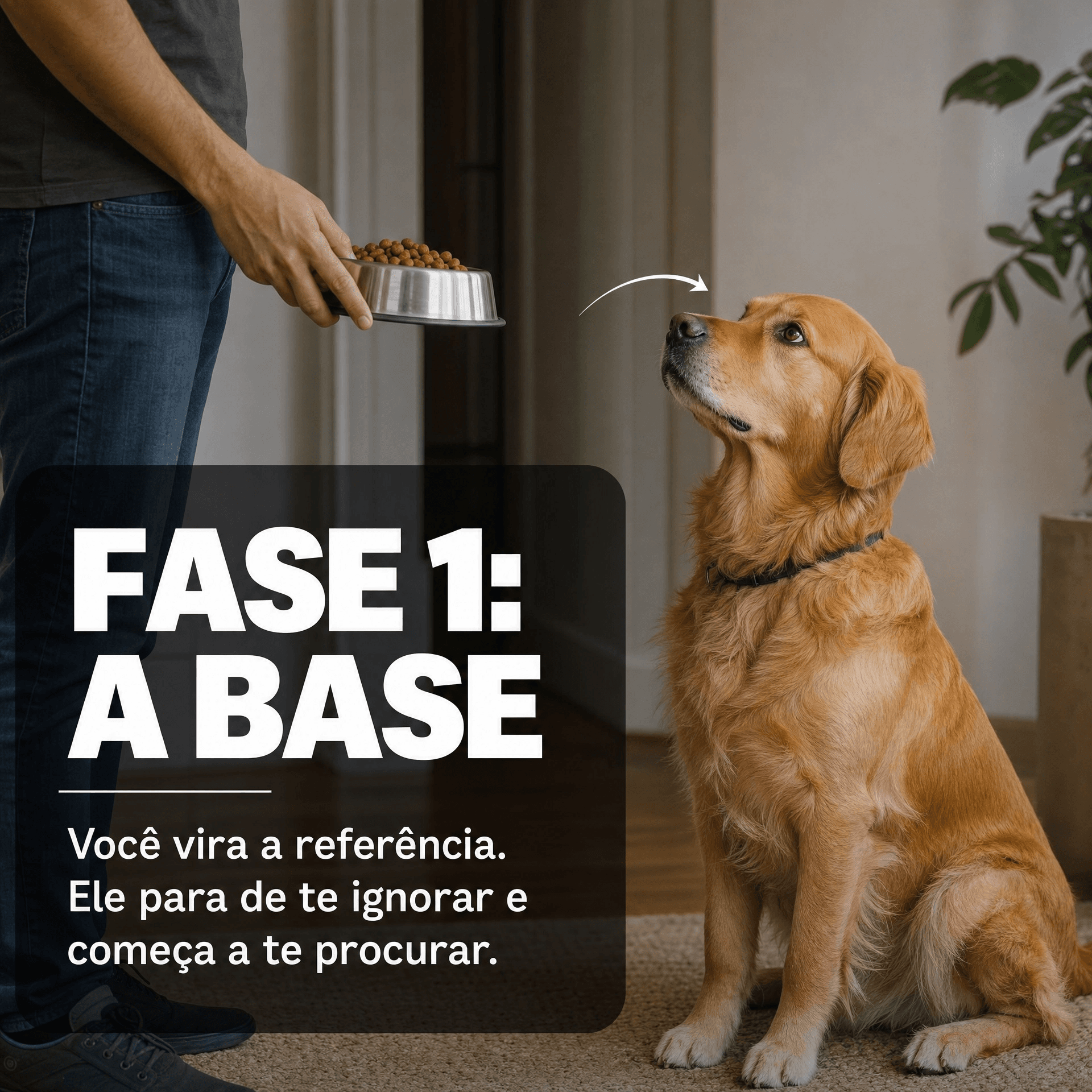 Infográfico da Fase 1, A Base: nos primeiros 7 dias, o cão deixa de ignorar o tutor e passa a procurá-lo como referência