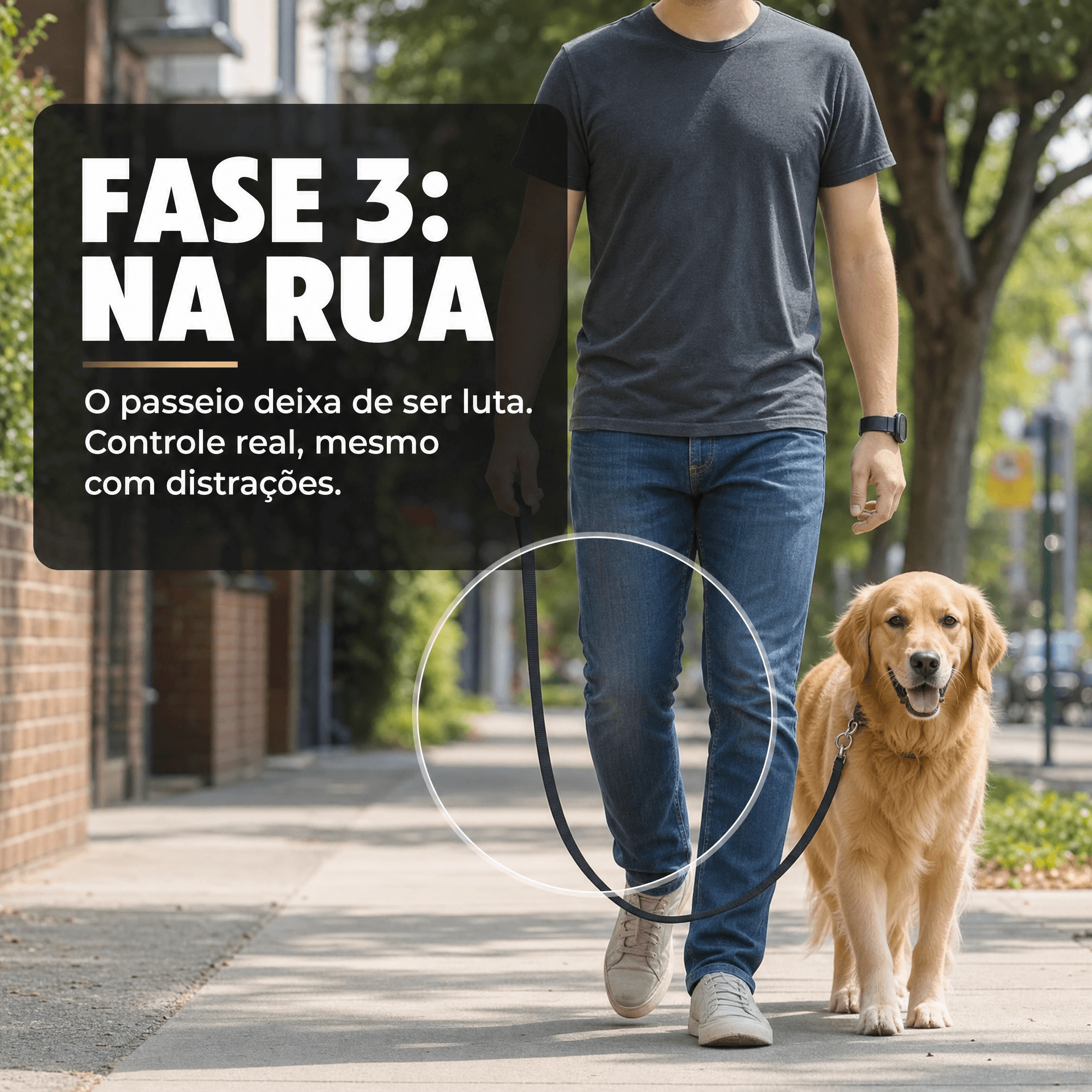 Infográfico da Fase 3, Na Rua: o tutor mantém o controlo quando chegam visitas, passa outro cão ou há barulho; o passeio deixa de ser uma luta
